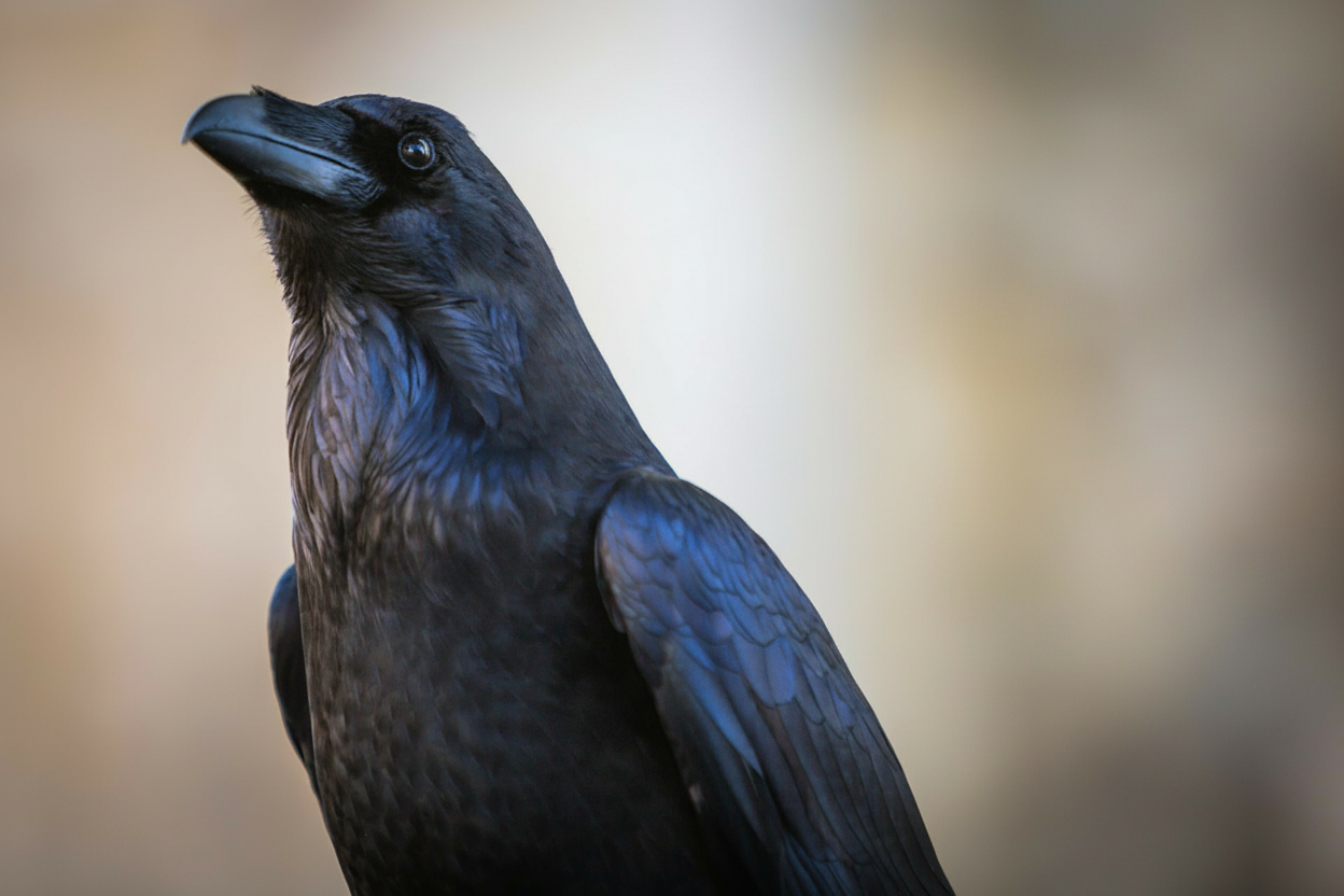 The Tower of London Ravens: Legend, Myth and Reality